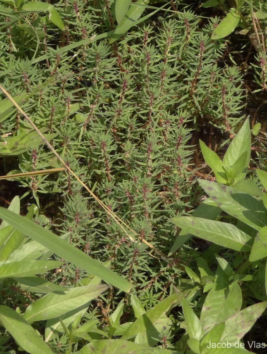 Myriophyllum indicum Willd.